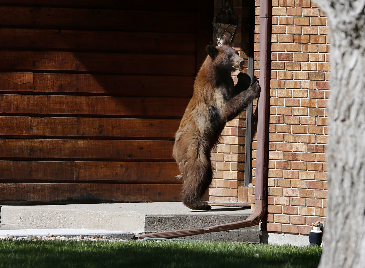 You're used to seeing wildlife up close